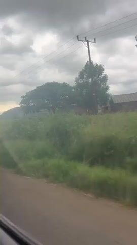 The video shows a view from inside a moving vehicle, likely a car, looking out at a rural landscape. The sky is overcast with heavy, dark clouds. In the foreground, tall green grass and reeds sway in the wind, obscuring the lower part of the scene. A dirt road or path runs along the bottom edge of the frame. In the middle ground, a cluster of trees surrounds a simple house with a red roof. Further in the distance, rolling hills and more trees are visible. Power lines run horizontally across the top of the frame, supported by a utility pole on the left side. The overall impression is of a cloudy, possibly humid day in a countryside setting.
