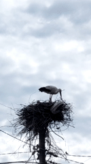Stork observed in nest atop pole under overcast sky