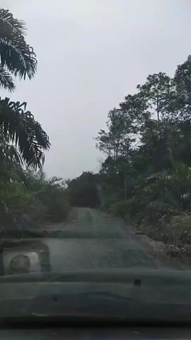 A first-person perspective video shows a dirt road winding through a heavily wooded area. The sky is overcast, and the light is dim, suggesting a cloudy or early morning/late evening time. The road appears unpaved and somewhat rough, with visible patches of gravel and dirt. On either side of the road, dense vegetation, including trees and bushes, forms a wall of green. In the distance, a tall transmission tower can be seen rising above the trees on the left side of the frame. The footage appears to be captured from inside a vehicle, as the dashboard and part of the windshield are visible at the bottom of the screen. The overall atmosphere is one of natural, perhaps remote, landscape.