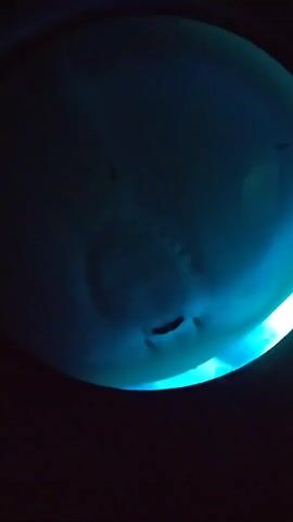 The video shows the underside of a stingray. The stingray has gills on its underside and is illuminated by a bright blue light. The background is dark.
