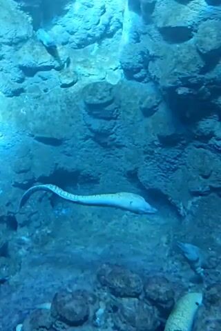 In this video, a slender moray eel with a spotted pattern swims gracefully through clear blue water. The eel is the main subject, with its long, serpentine body and distinctive markings being the focus. It navigates a rocky underwater environment, with large, textured rocks forming the backdrop. The lighting suggests an aquarium setting, as the water is illuminated with a bright, artificial light that casts a blue hue over the scene.

The activity is simply the eel's movement and exploration within its habitat. There are no people visible, and the objects consist of the natural elements of the underwater environment – rocks and the eel itself. The setting is clearly aquatic, likely an aquarium tank designed to mimic a reef or rocky seabed.

Notable details include the clear visibility of the water, which allows for a detailed view of the eel's features and the texture of the rocks. The blue lighting creates a serene and almost ethereal atmosphere. The eel appears to be actively swimming, not just resting, suggesting it is either foraging or simply moving around its territory. There is no indication of time of day or weather, as expected in an indoor aquarium. No text is visible in the media. The overall impression is one of observing the natural beauty and movement of marine life in a controlled environment.