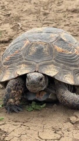 A single tortoise is captured in a close-up shot, stationary on cracked, dry earth. The tortoise's head is peeking out from under its large, rounded shell, looking directly towards the camera. Its skin is a dark, mottled grey, and its eyes are visible, blinking slowly at one point. The shell exhibits a pattern of dark grey and lighter, brownish-orange scales. Its thick, scaly legs are visible on either side of its head, firmly planted on the ground. A few small, green plants are growing beneath its head. The overall scene suggests a dry, arid or semi-arid environment, possibly in the daytime given the natural light. There is no visible text.