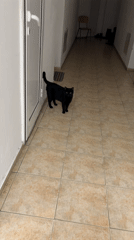 Black cat spotted in Tryavna hallway with household items