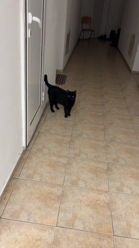 Black cat spotted in Tryavna hallway with household items