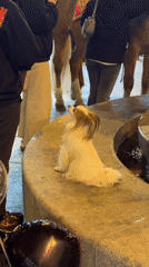 Evening street gathering with horses, crowds documented in Saint Petersburg