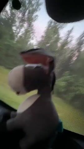 A plush donkey toy with gray and white fur is positioned on what appears to be a car dashboard. The donkey's ears are extended upwards, with pink insides visible. The toy is facing towards the left side of the frame and is slightly blurred due to motion. Behind the toy, a slightly out-of-focus window shows a blurry backdrop of green trees and a light-colored sky, suggesting the vehicle is in motion through a wooded area. The lighting indicates it might be dusk or dawn. The lower portion of the frame is dark, obscuring details of the dashboard or car interior.