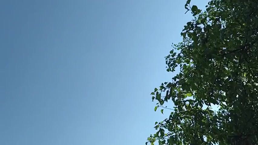 The video shows a clear blue sky with the upper branches and leaves of a tree on the right side of the frame. The camera appears to be tilted upwards, looking towards the sky. The leaves are green and appear to be rustling slightly, suggesting a gentle breeze. The lighting suggests it is daytime, likely sunny, as evidenced by the bright sky and the way the light filters through the leaves. No people or other objects are visible.