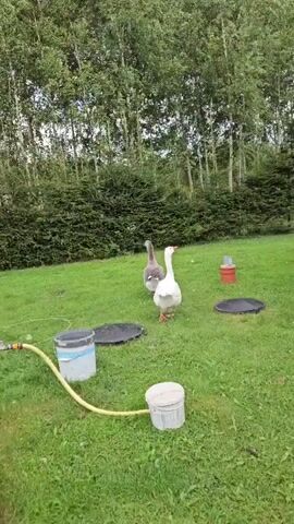 Two geese are walking on a grassy lawn. The goose in the foreground is white and the goose in the background is gray. There are trees and bushes behind the geese. There are also several objects on the grass, including two black circular lids, a white bucket with a blue rim, a white bucket, and a yellow hose. A red cylindrical object with a metal cap is also visible.