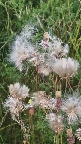 A close-up video shows dried thistle seed heads in a field. The seed heads are light brown and fluffy, with many fine white hairs that are blowing in the wind. Some of the seed heads have not yet fully opened, and their purple centers are visible. The background is a blur of green grass and foliage.