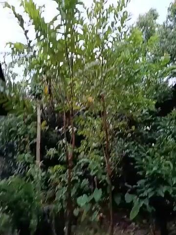 The video shows a tall green leafy tree with a few small green fruits visible on the left side of the tree. The tree has multiple brown trunks. The background is filled with more greenery and other trees. The sky is visible at the top of the frame and appears overcast.