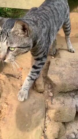 The video begins with a close-up of a tabby cat's face, its green eyes visible as it looks directly at the camera. The cat's fur is gray and black striped, and its whiskers are long and white. The background is out of focus, but appears to be an outdoor environment with dirt and some greenery.

The camera then shifts focus, showing a blurry close-up of the cat's fur, with stripes of gray and black.

The video cuts to black for a moment.

The camera then shows a top-down view of the tabby cat as it lowers its head to the ground. The ground appears to be made of dirt and possibly some dry leaves or debris. The cat is sniffing the ground intently. In the bottom right corner of the frame, a person's feet are visible, wearing black shoes.

The camera then shows a slightly wider shot of the cat sniffing the ground. The cat is positioned over a patch of disturbed earth and what appears to be some skeletal remains, possibly of a bird or other small animal, with feathers and bone fragments visible. The cat's body is angled downwards as it investigates the remains. The person's feet are still visible in the lower right corner.