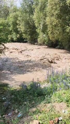 The video shows a muddy river flowing rapidly between a wooded area and a bank covered in green foliage and some purple flowers. The water is a murky brown color and appears to be high, with debris visible in the current. The trees on either side of the river are dense and green, suggesting a natural, possibly remote, environment. The lighting suggests it is daytime. There are no people visible in the video.