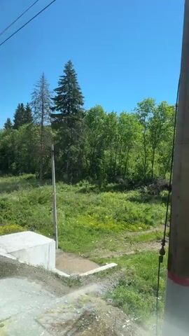 The video shows a landscape viewed from a moving vehicle, likely a train, given the power lines visible at the top. The scene consists of a grassy field with various shades of green, bordered by a dense forest of trees on the right and left. Several tall evergreen trees are mixed within the deciduous trees. The sky is a clear, bright blue with no clouds. In the foreground, a concrete barrier or wall is visible, situated just outside the vehicle window. The camera's movement is evident from the changing perspective of the scenery. There are no people visible in the shot.