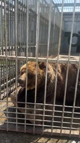 A brown bear is lying down in a metal cage. The bear is facing to the left, with its head slightly lowered. The cage is made of thick metal bars, and the ground is concrete. There is a large rock or log inside the cage that the bear is resting on. In the background, there is a building with some metal structures and a tire hanging from a chain. The lighting suggests it is daytime.