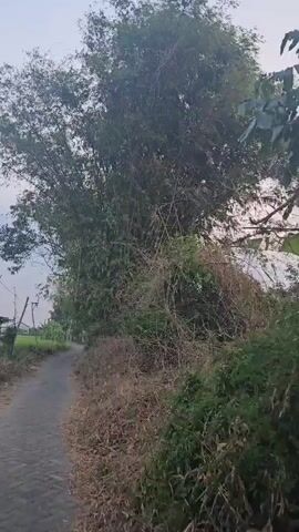 A video shows a dirt road leading to a large bamboo tree. The sun is setting and casting long shadows. There are no people or animals in the video.