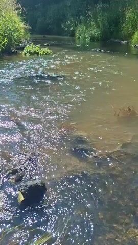 The media file shows a shallow, clear stream flowing through a natural setting. The water is clear and reflects the sunlight, creating shimmering patterns on the surface. Rocks and pebbles are visible on the stream bed. Lush green vegetation, including tall grasses and bushes, lines the banks of the stream, creating a verdant backdrop. The scene appears peaceful and serene, suggesting a tranquil natural environment. The time of day appears to be daytime, with bright sunlight illuminating the water and foliage. The location context of Dzyarzhynski Sel'ski Savet, Belarus, places the scene in a rural Belarusian landscape. There are no people or specific objects of focus other than the stream and its surroundings. The overall impression is one of natural beauty and calm.