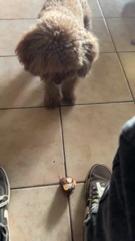 The scene is a domestic interior with tiled flooring, seen from a first-person perspective. Two pairs of shoes, one brown with a Nike logo and the other grey with white laces, are positioned on the tiles, presumably worn by the person filming. A small, fluffy, brown dog stands on the tiles between the shoes, initially looking away from the camera and then moving forward slightly. A small, spherical dog toy with small sticks or similar decorations is on the floor between the shoes. The lighting in the room is bright.