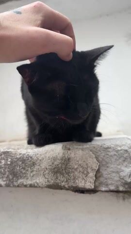 A close-up video shows a human hand petting a black cat. The cat is sitting on a weathered, light-colored stone surface.

At the beginning of the video, a hand with a tattoo on the thumb is gently stroking the top of the cat's head. The cat's eyes are mostly closed, and it appears very relaxed and content.

As the hand shifts, the cat briefly opens its striking green eyes, looking towards the side. The hand then moves to pet the cat's cheek and under its chin. The cat visibly enjoys the attention, leaning its head into the hand's touch and stretching its neck. Its eyes close again as it savors the petting. A red bandana or collar is visible around the cat's neck, contrasting with its sleek black fur. The lighting is soft and natural, highlighting the cat's features and the texture of the stone. The cat remains still throughout the petting, seemingly absorbed in the gentle interaction.