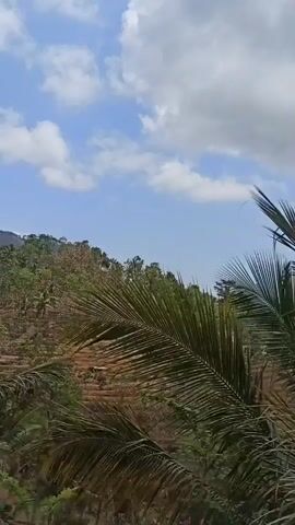 This is a video of a rural landscape with trees and mountains under a cloudy sky. The video begins with a close-up of palm fronds. It then pans to show a hillside with vegetation and a few houses, followed by a view of more trees and hills. The video concludes with a shot of a paved road winding through the landscape, bordered by a stone wall and trees.