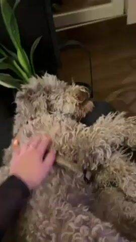 Here is a detailed description of the video:

The video shows a person petting a small, gray, fluffy dog with curly fur. The dog is lying on its back, with its paws relaxed and its eyes closed. The person is wearing a black shirt with a mesh sleeve and several rings on their fingers. They are gently stroking the dog's belly and face. The dog has a collar on. In the background, there is a green plant, a black side table, and a wooden floor. Upbeat, catchy music plays.