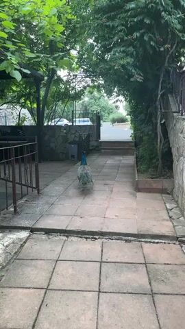 A peacock walks down a tiled path in an outdoor area with trees and foliage. The peacock is walking away from the camera. In the background, there is a stone wall, a trash can, and a fence. There are also two cars parked in the distance. The lighting suggests it is daytime.