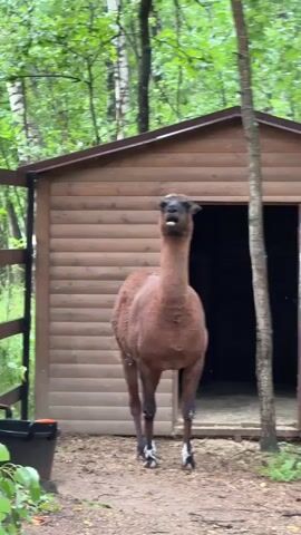 A brown alpaca stands in front of a wooden shed with an open doorway, its head tilted upwards with its tongue slightly out. The alpaca is facing the camera directly. The shed is made of horizontal wooden planks and has a dark brown roof. Behind the shed, there are numerous green trees and foliage, suggesting an outdoor, possibly wooded, environment. To the left of the shed, a black plastic container with an orange handle is visible. The ground in front of the shed appears to be dirt and possibly some straw or wood shavings. The lighting suggests it might be an overcast day.