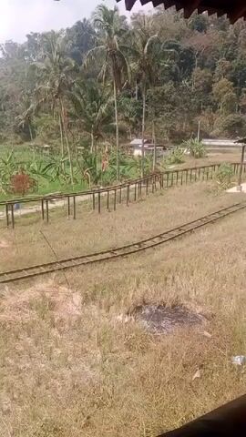 The video shows a landscape with palm trees, vegetation, and a set of train tracks. The tracks are elevated in some sections and appear to be in a rural or jungle environment. There are no people or animals visible in the video. The sky is overcast.