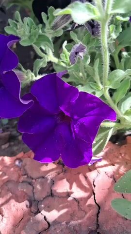 A close-up video shows purple petunias and black petunias growing together with green leaves and stems. The flowers are in focus with a shallow depth of field, while the background is blurred. The camera pans slightly, showing the intricate details of the petals and the texture of the leaves. The scene is outdoors, possibly in a garden or planter, with hints of red brick or soil visible in the foreground.