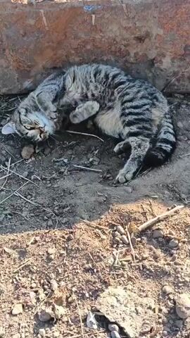 A tabby cat is lying on its back on the ground, its paws in the air. The cat is in a sunny area with dirt and debris around it. The cat then rolls over onto its side, tucking its paws in. It remains lying on its side for the remainder of the video.