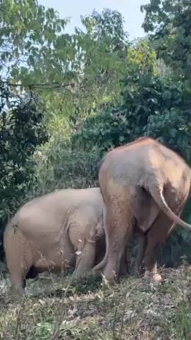 The video shows two elephants in a forest. They are both light brown in color, possibly due to dust or mud. The larger elephant is standing with its back to the camera, while the smaller elephant is mostly obscured behind it. The elephants are near a thicket of green vegetation, with trees visible in the background. The scene is shot in daylight, and the lighting is dappled, suggesting sunlight filtering through the trees. The focus is on the elephants as they stand amidst the foliage.