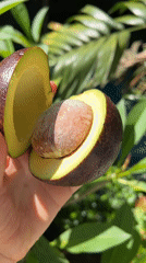 Unusual purple avocado with yellow flesh examined in Ubud