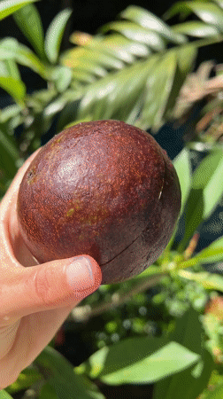 Unusual purple avocado with yellow flesh examined in Ubud