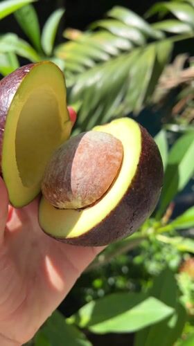 Unusual purple avocado with yellow flesh examined in Ubud