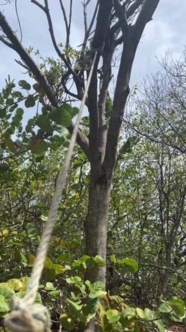 The camera is pointed upward through a cluster of trees.  One tree, partially visible on the left side of the frame, has a rope tied to it.  The trees have a mixture of green leaves and bare branches. The sky is light gray, partly covered by clouds.