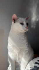 White cat in morning light, Bat Yam sidewalks and a bulldog