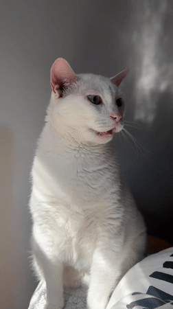 White cat in morning light, Bat Yam sidewalks and a bulldog