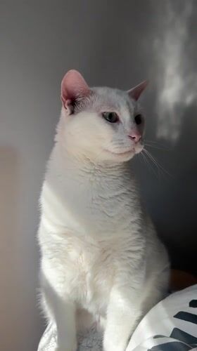 White cat in morning light, Bat Yam sidewalks and a bulldog