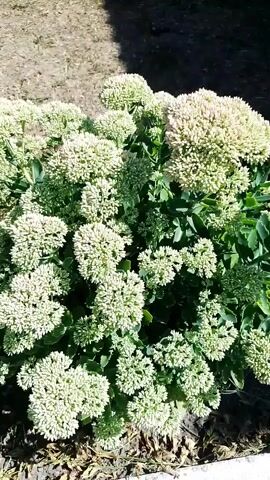 The video shows a close-up, slightly shaky view of a large cluster of pale green or white flowers with dense, broccoli-like heads. The flowers are on a plant with thick green leaves. The background is out of focus, appearing to be dirt or gravel and some darker shadows. The lighting suggests it is daytime.