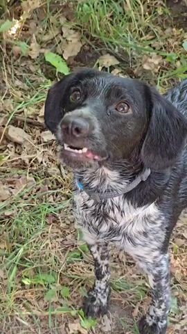 A medium-sized dog with black and white speckled fur is standing in a grassy area with fallen leaves. The dog is looking upwards, with its mouth open and tongue out, as if barking or panting. Its ears are floppy and positioned on either side of its head. The dog is wearing a dark collar and a blue tag. The background consists of green foliage and dry branches. The camera is positioned at a low angle, looking up at the dog. The footage is from a video and appears to be from a casual outdoor setting.
