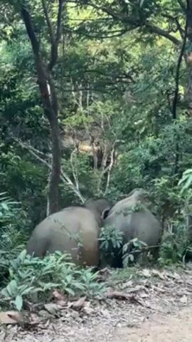 Two elephants are standing back-to-back in a forest, partially obscured by lush green vegetation. The trees are tall and dense, with a mix of broad-leafed plants and thinner, more delicate branches. The ground is covered with a variety of plants and some loose dirt or gravel.