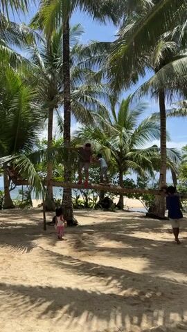 The video shows a tropical beach scene with several palm trees, sandy ground, and a glimpse of the ocean. Four people are visible in the foreground. Two children, along with an adult male, stand on a horizontal palm tree branch that appears to be supported between two vertical palm trees. The man is assisting one of the children. Another man and a little girl stand on the sand below, watching the scene. The lighting is bright, suggesting a sunny day.