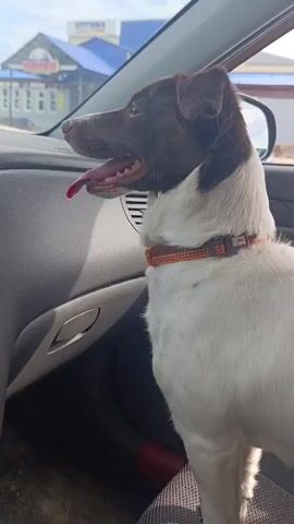 A medium shot shows a brown and white dog with its mouth open and tongue out, sitting in the passenger seat of a car. The dog is looking out the window to the left of the frame. The interior of the car is visible, including the dashboard and a side mirror. Outside the car, a building with a blue roof and signage can be seen. The video is short and contains no audible sound.