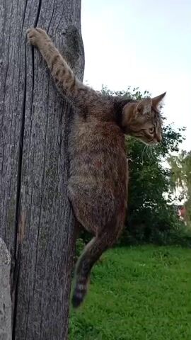 A tabby cat with brown, black, and grey stripes is clinging to the side of a rough, vertical wooden post. The cat is positioned sideways against the post, with its body extended and its paws gripping the wood. Its head is turned, and it appears to be looking downwards or to its right. The background consists of green grass and trees, suggesting an outdoor environment. The lighting indicates it is daytime.