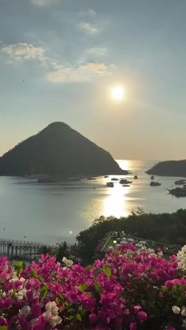 The video displays a scenic view of a bay at sunset. In the foreground, vibrant pink and white bougainvillea flowers are in bloom. A wooden pier or walkway is visible on the left side of the frame. The bay itself is dotted with numerous boats of varying sizes, including sailboats and smaller vessels. Across the water, a large, dark, conical mountain dominates the landscape. The sun, a bright disc, is setting in the sky, casting a shimmering reflection on the water. The sky is a gradient of pale blue and yellow, with a few wispy clouds. The overall impression is one of tranquility and natural beauty.