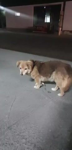 A medium shot shows a small, tan and brown dog standing on a paved surface. The dog is facing left, with its head turned towards the camera. Its fur is somewhat scruffy, and it appears to be a mixed breed. The dog's tail is wagging, and its ears are perked.

In the background, there is a building with a white facade and a dark-colored roof. There is a window visible on the building. To the right of the building, a dark-colored sign with white lettering is partially visible. The sign appears to read "UY-NONI". The scene is outdoors, and it appears to be nighttime, or at least very late in the day, as the lighting is dim and artificial. There are some streetlights visible in the distance. The ground is paved with asphalt or concrete, and there are some faint lines or cracks visible on the surface.

The dog appears alert and curious, with its body language suggesting it is engaged with its surroundings. There are no other people or animals visible in the frame. The overall atmosphere is quiet and still, with the dog being the sole focus of attention. The presence of the building and the sign suggests an urban or semi-urban setting. The time of day and dim lighting contribute to a somewhat subdued mood.