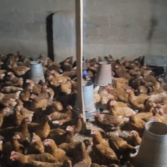 Witness documents chicken coop and Bible pages over seven minutes