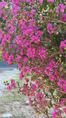 This is a close-up video of a blooming crepe myrtle tree with vibrant pink flowers. The camera is positioned at eye level with the flowers, providing a detailed view of their delicate, ruffled petals and green buds. Sunlight illuminates the blossoms, highlighting their vivid color.

The primary activity captured is a bee busily collecting nectar from the flowers. The bee is clearly visible, moving from one bloom to another. Its fuzzy body and striped abdomen are distinct against the soft pink of the petals. The background is softly blurred, with hints of green leaves and branches, and a suggestion of an outdoor setting, possibly a garden or park. The lighting suggests it is daytime, likely late morning or afternoon, with the sun casting a warm glow. The overall mood is peaceful and natural, emphasizing the beauty of the flowers and the activity of the bee. No text is visible in the video.