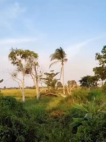 This is a landscape video that pans across a rural scene. The foreground is dominated by lush green grass and foliage, with some larger plants such as banana leaves visible. In the mid-ground, there are several trees of varying sizes and types. Notably, a tall, slender palm tree stands out, its fronds swaying gently. To its left, a deciduous tree with lighter-colored bark and sparse leaves is present. Behind these trees, a field of what appears to be crops, possibly rice, stretches into the distance. The background consists of a clear blue sky with a few wispy clouds, suggesting it might be late afternoon or early morning, with the sun casting a warm glow on the scene. The overall impression is one of natural, undeveloped beauty in a tranquil, outdoor environment.