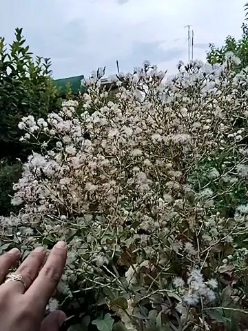 The video shows a close-up shot of a bushy plant with many small white flowers. The plant is outdoors, and there are green bushes and a cloudy sky in the background. A person's hand is visible in the lower left corner of the frame, reaching towards the plant. The hand is partially covering some of the flowers. The lighting suggests it might be early morning or late afternoon.
