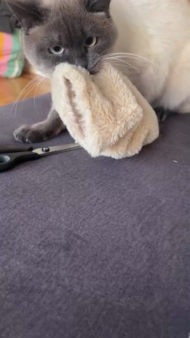 The video shows a cat with gray and white fur, lying on a gray-purple surface. Next to the cat is a pair of black-handled scissors. The cat has its mouth on a cream-colored, furry object.  The cat appears to be purring and chewing on the object. In the background, a multicolored object can be partially seen.